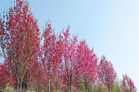 【陌上花開】去見(jiàn)麗桃花