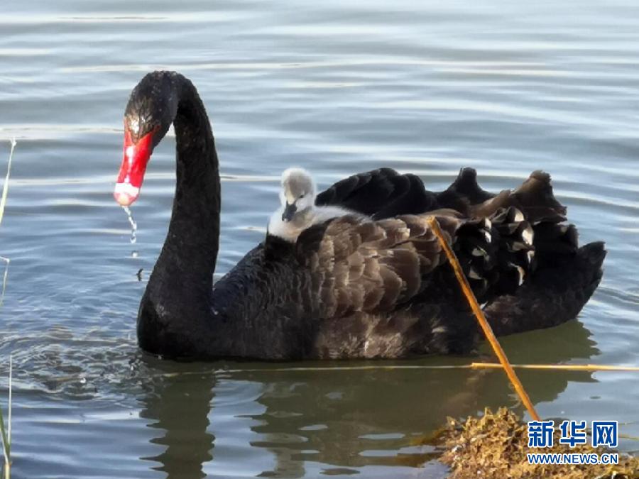 萌化了！黑天鵝寶寶出窩“游湖”