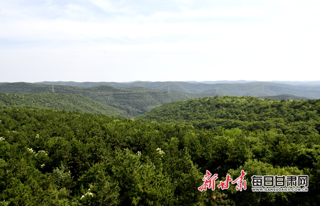 【甘肅生態(tài)環(huán)保媒體行】子午嶺深處，一家三代人用生命守護黃土高原的“天然生態(tài)屏障”