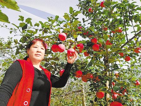 【走向我們的小康生活】馮巧葉，“大家一起過好日子”