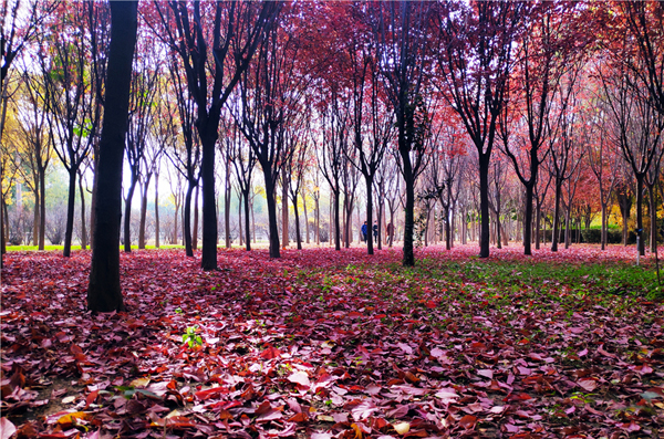 【“醉”美深秋 】深秋，請(qǐng)到蘭州這片紅葉林里走走