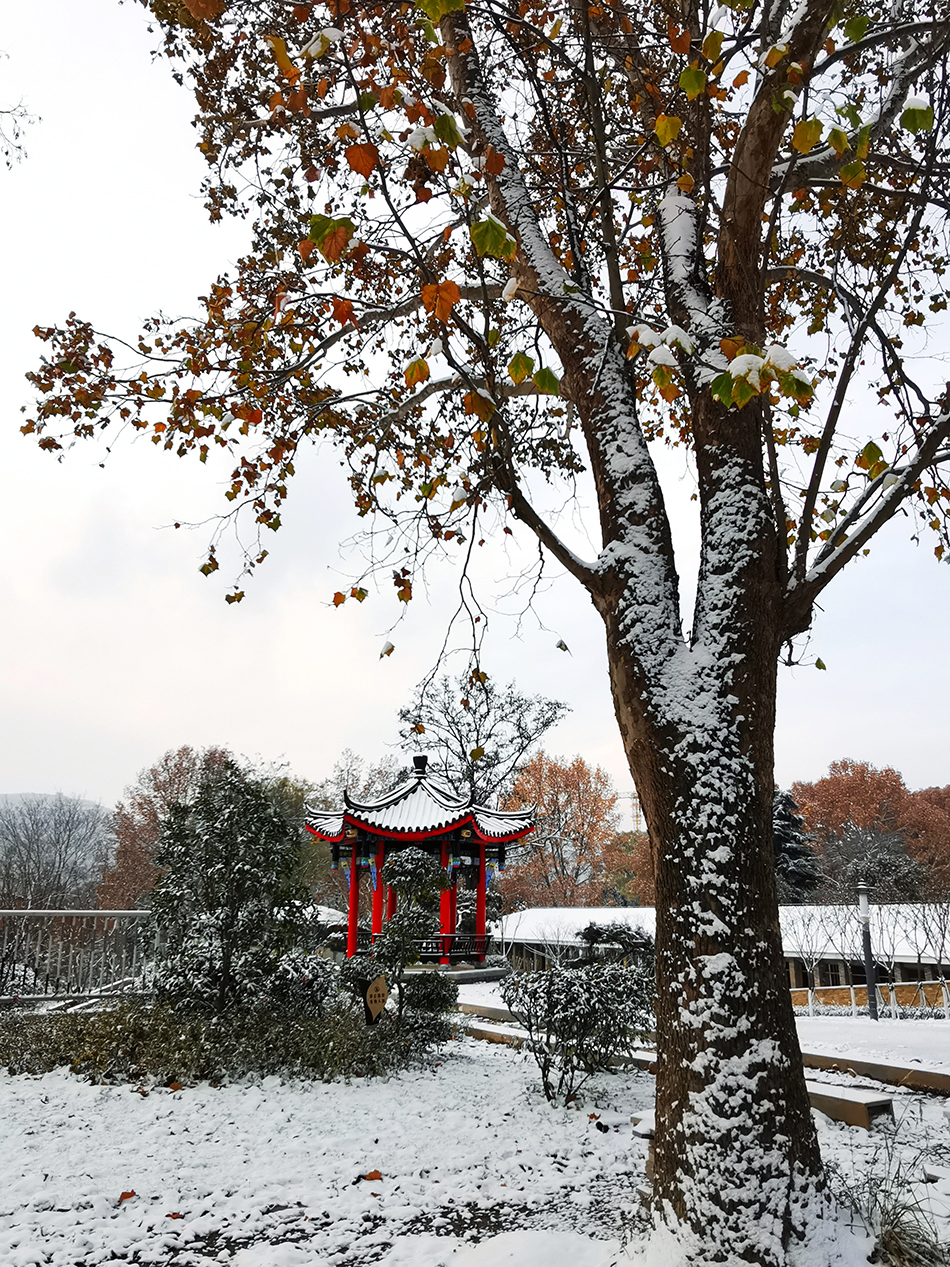 高清大圖|天水弘文園初雪，你喜歡嗎？
