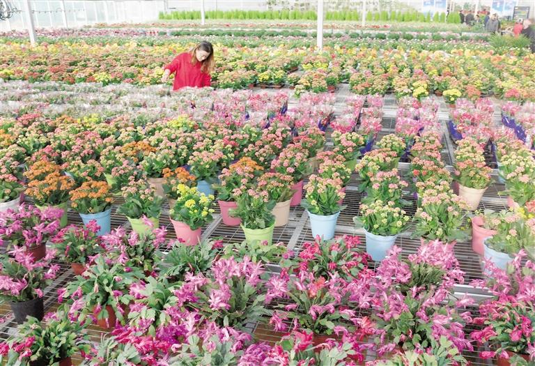 臨夏縣20多萬株水仙花、杜鵑、蝴蝶蘭等60多種花卉競相綻放