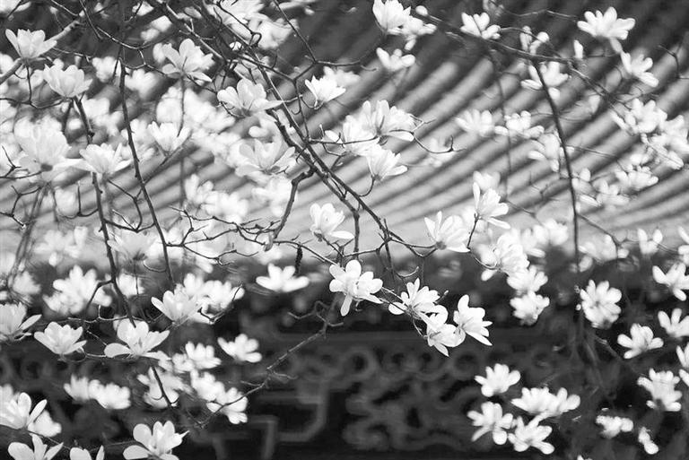 天水雙玉蘭堂，吟杜甫詩(shī) 煎泉水茶 賞白石書法