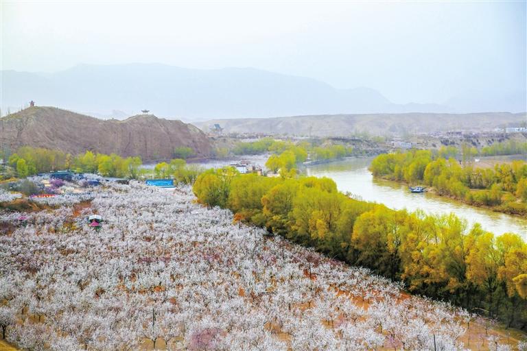 甘肅旅游丨唐汪杏花開 楚楚等君來 在這里賞花看丹霞，美哉！