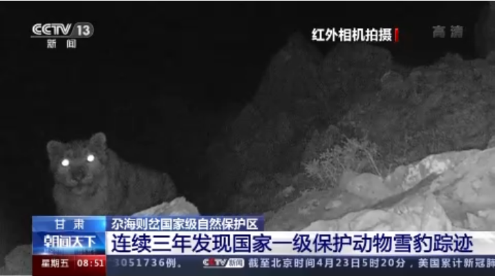 “大貓”出沒！甘肅尕海則岔保護區(qū)連續(xù)三年發(fā)現(xiàn)雪豹蹤跡