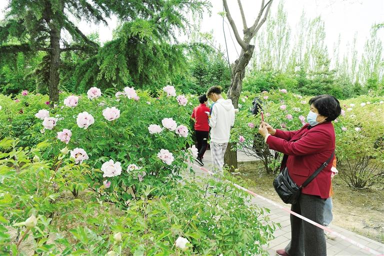 臨夏市北濱河路60里牡丹長廊里不同品種、顏色各異的牡丹花爭奇斗艷
