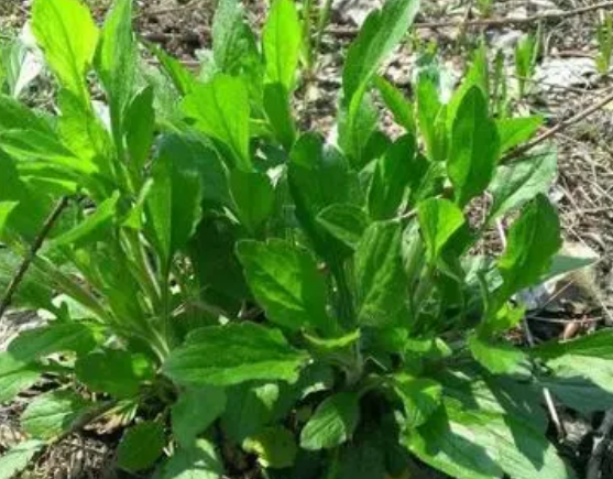 注意！路邊的野菜可不能亂采