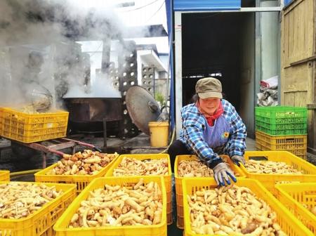 村民在康縣陽壩鎮(zhèn)陽壩村天麻種植大戶胡國強家加工天麻。