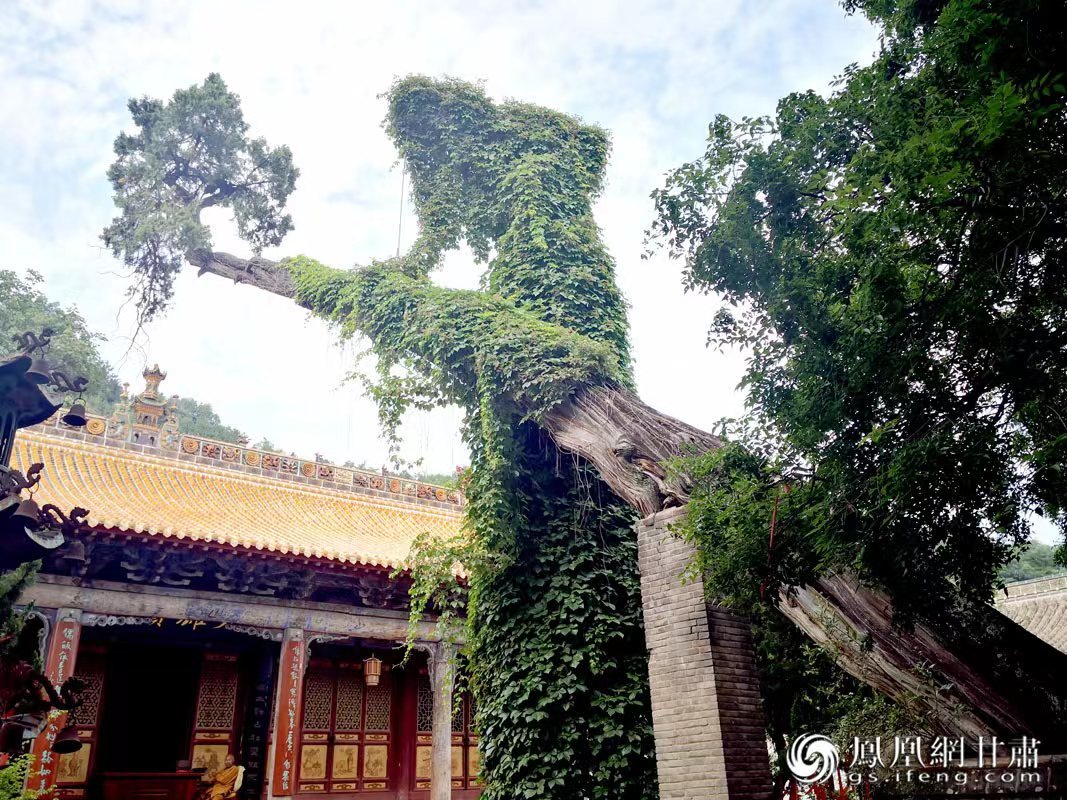 “山頭南郭寺，水號(hào)北流泉。老樹空庭得，清渠一邑傳?！倍鸥υ娭械摹袄蠘洹保傅木褪沁@株春秋古柏，為南郭寺的“鎮(zhèn)寺之寶”。胡江 攝