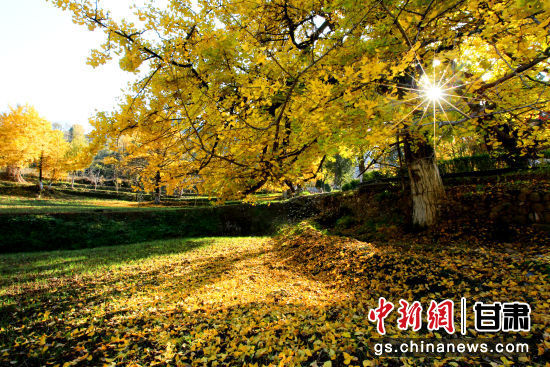隴南徽縣銀杏樹最美的時(shí)候，當(dāng)屬每年的10月至11月。圖為樹葉已染黃的銀杏樹。張承榮 攝