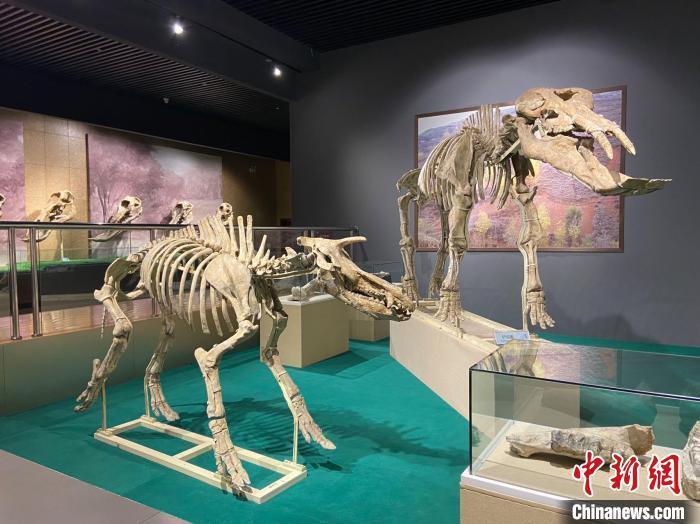 圖為5月底，和政縣古動(dòng)物化石博物館內(nèi)修復(fù)后的古生物化石?！「哒?攝