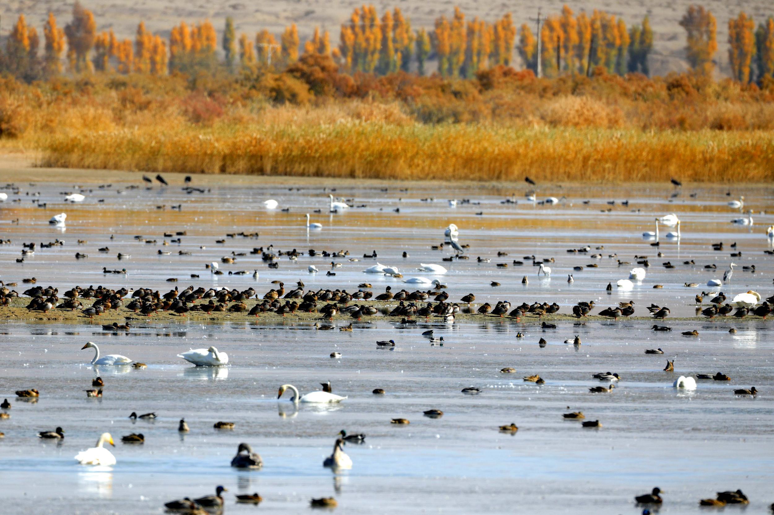 天鵝飛抵高臺縣黑河濕地嬉戲覓食、棲息越冬。尹昭霞攝