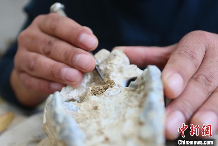 2022年6月，在和政古動物化石博物館內(nèi)，古生物化石修復師對化石進行修復。(資料圖) 高展 攝
