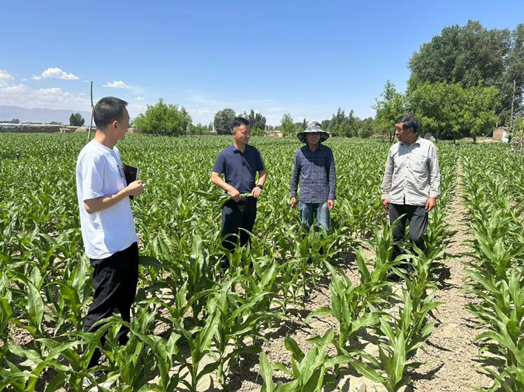 臨澤縣蓼泉鎮(zhèn)紀委工作人員深入田間地頭，現(xiàn)場了解玉米制種長勢和產業(yè)發(fā)展情況。.jpg