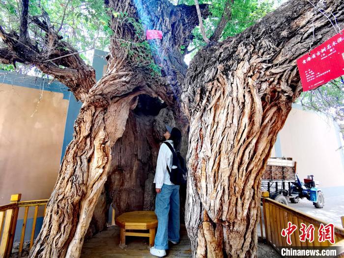 青海海東市阿河灘地質(zhì)文化村：古樹新枝、丹山碧水
