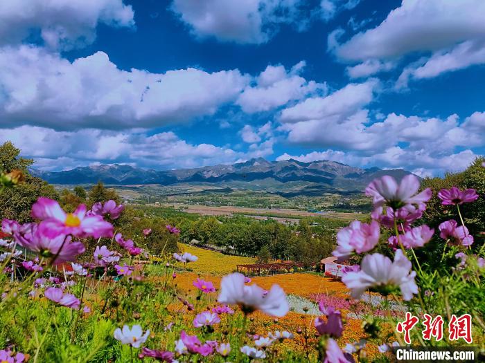圖為盛夏時(shí)節(jié)的油嘴灣“花?！??！∈茉L者供圖