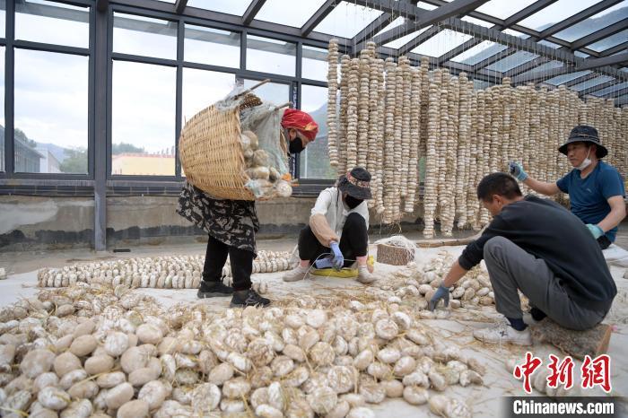 5月10日，甘肅省甘南藏族自治州迭部縣一青稞酒廠，工作人員用青稞面和青稞草等制成的曲坯用繩子串起來，方便掛起來曬干。九美旦增　攝