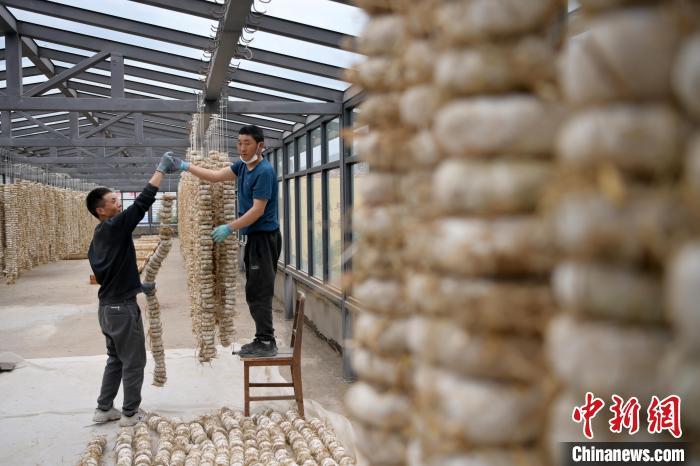 圖為5月10日，工作人員將用青稞面和青稞草等制成的曲坯用繩子串起來晾曬。九美旦增　攝