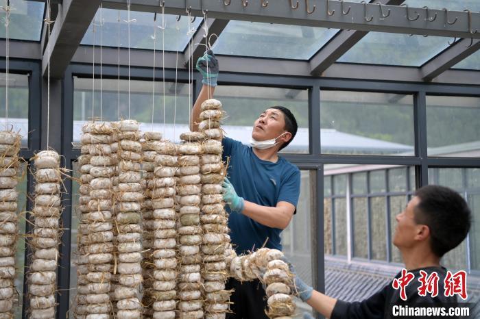 圖為5月10日，工作人員將用青稞面和青稞草等制成的曲坯用繩子串起來晾曬。九美旦增　攝