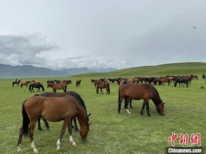 7月中旬，在山丹馬場草原上吃草的“山丹馬”?！〈魑牟?攝