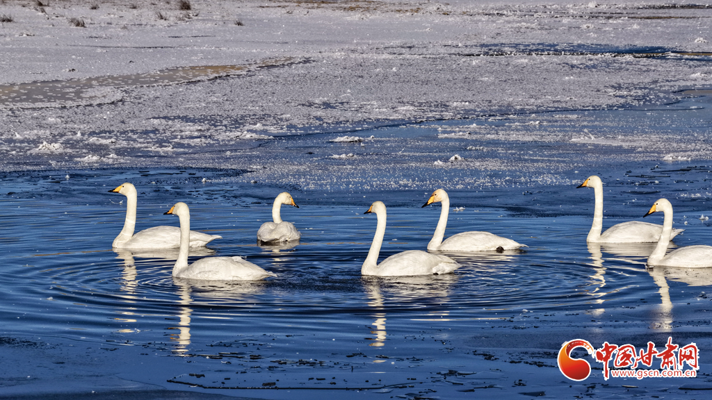 隴拍客丨甘肅這處濕地，顏值天花板！三種珍稀鳥類同框秀優(yōu)雅